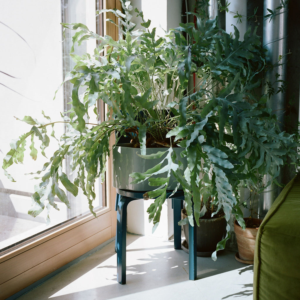 Interior view featuring Riihitie Plant Pot A Large in light grey placed on Chair 66 in blue lacquer, with a large plant growing from the pot.
