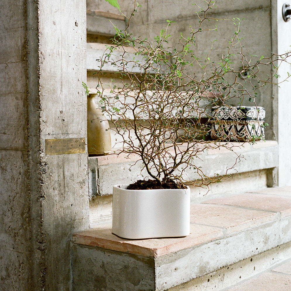 Interior view featuring Riihitie Plant Pot A Small in white placed on concrete steps. A small shrub is planted in the pot.