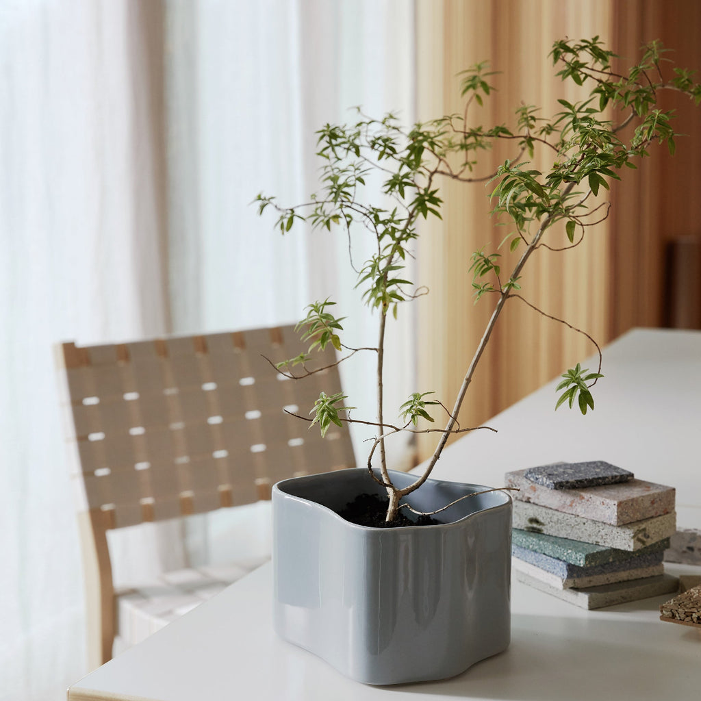 Interior view featuring Riihitie Plant Pot B Small in light grey placed on Table 97, with a plant growing in the pot. Chair 611 is visible in the background.